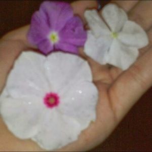 Meet your Posher, Liz